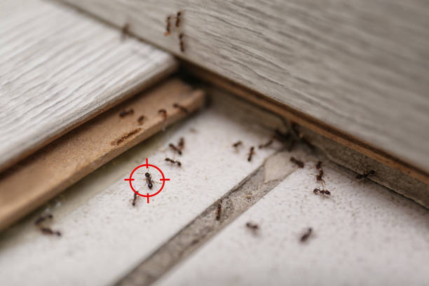 Best Pest Prevention Services  in Leesville, LA