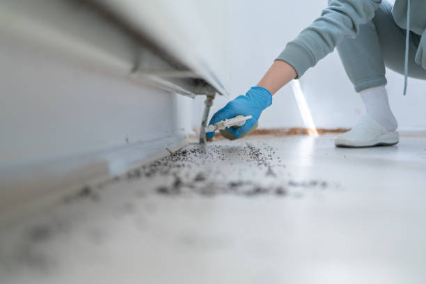 Best Flea Control Services  in Leesville, LA